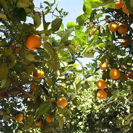 La Pitiusa Agroturismo Alloggio per agriturismo
